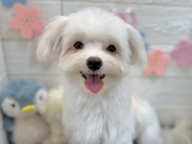 兵庫県のハーフ犬・ミックス犬 (ワンキャラット アミーゴ姫路飾磨店/2025年8月31日生まれ/男の子/ホワイトクリーム)の子犬の1枚目の画像