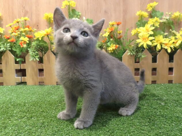 兵庫県のロシアンブルー (アミーゴ伊丹店/2026年2月19日生まれ/男の子/ブルー)の子猫の2枚目の画像