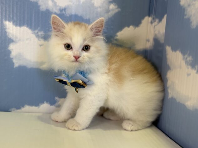 山形県のマンチカン (アミーゴ山形北店/2026年2月19日生まれ/男の子/レッドタビーホワイト)の子猫