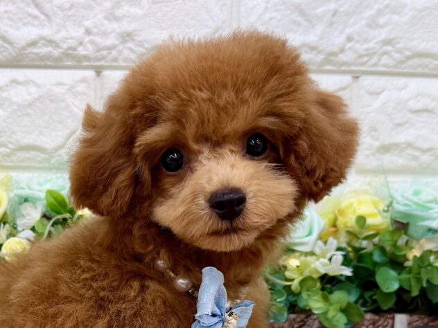 兵庫県のトイプードル(トイ) (ワンキャラット アミーゴ姫路花田店/2025年12月17日生まれ/男の子/レッドフォーン)の子犬