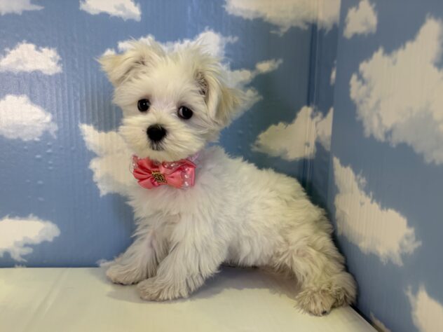 山形県のマルチーズ (アミーゴ山形北店/2025年12月20日生まれ/女の子/ホワイト)の子犬