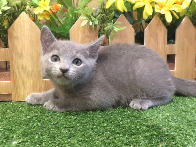 兵庫県のロシアンブルー (アミーゴ伊丹店/2026年2月19日生まれ/男の子/ブルー)の子猫の1枚目の画像