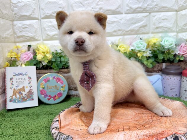 兵庫県の柴犬(標準サイズ) (ワンキャラット アミーゴ姫路花田店/2026年1月31日生まれ/男の子/白)の子犬の3枚目の画像