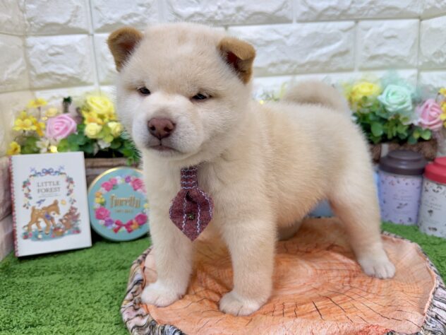 兵庫県の柴犬(標準サイズ) (ワンキャラット アミーゴ姫路花田店/2026年1月31日生まれ/男の子/白)の子犬の1枚目の画像