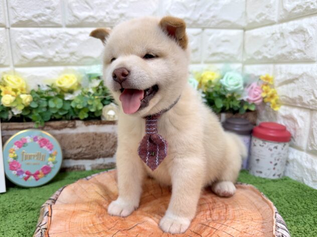 兵庫県の柴犬(標準サイズ) (ワンキャラット アミーゴ姫路花田店/2026年1月31日生まれ/男の子/白)の子犬の4枚目の画像