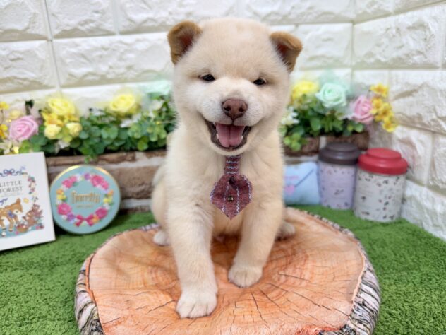 兵庫県の柴犬(標準サイズ) (ワンキャラット アミーゴ姫路花田店/2026年1月31日生まれ/男の子/白)の子犬の2枚目の画像