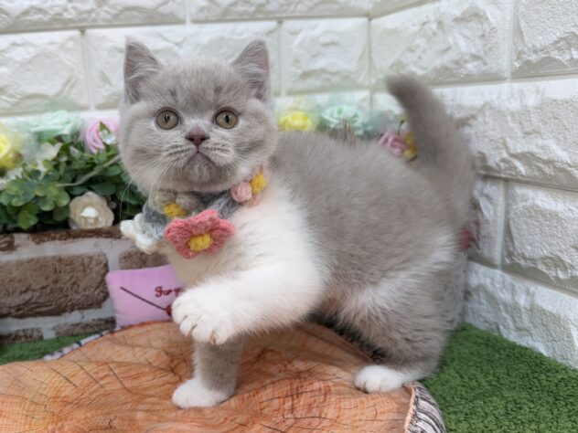 兵庫県のブリティッシュショートヘアー (ワンキャラット アミーゴ姫路花田店/2026年1月23日生まれ/女の子/ライラックホワイト)の子猫の2枚目の画像