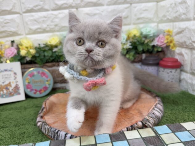 2026年1月23日生まれのブリティッシュショートヘアー