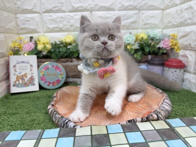 兵庫県のブリティッシュショートヘアー (ワンキャラット アミーゴ姫路花田店/2026年1月23日生まれ/女の子/ライラックホワイト)の子猫の4枚目の画像