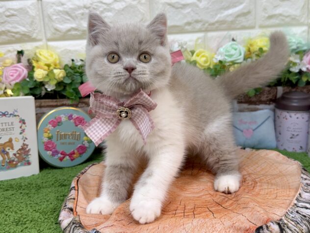 兵庫県のブリティッシュショートヘアー (ワンキャラット アミーゴ姫路花田店/2026年1月23日生まれ/女の子/ライラックホワイト)の子猫の3枚目の画像