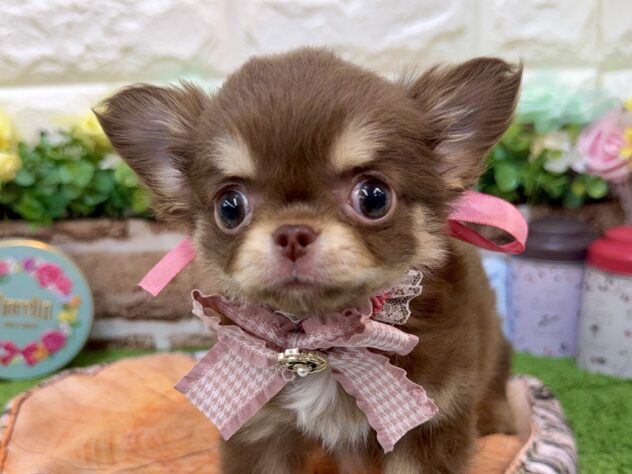 兵庫県のチワワ(ロング) (ワンキャラット アミーゴ姫路花田店/2026年1月30日生まれ/女の子/チョコレートクリーム)の子犬の1枚目の画像