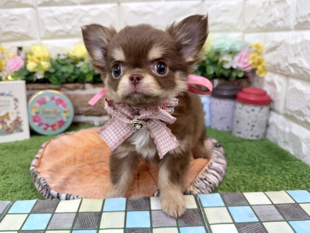 兵庫県のチワワ(ロング) (ワンキャラット アミーゴ姫路花田店/2026年1月30日生まれ/女の子/チョコレートクリーム)の子犬の4枚目の画像