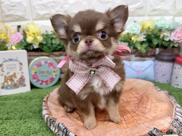 兵庫県のチワワ(ロング) (ワンキャラット アミーゴ姫路花田店/2026年1月30日生まれ/女の子/チョコレートクリーム)の子犬の2枚目の画像