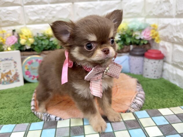 兵庫県のチワワ(ロング) (ワンキャラット アミーゴ姫路花田店/2026年1月30日生まれ/女の子/チョコレートクリーム)の子犬の3枚目の画像