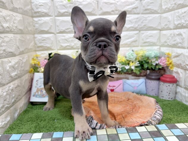 兵庫県のフレンチブルドッグ (ワンキャラット アミーゴ姫路花田店/2025年12月6日生まれ/男の子/ブルータン)の子犬の1枚目の画像