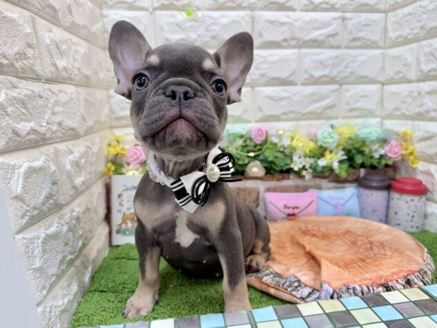 兵庫県のフレンチブルドッグ (ワンキャラット アミーゴ姫路花田店/2025年12月6日生まれ/男の子/ブルータン)の子犬の2枚目の画像