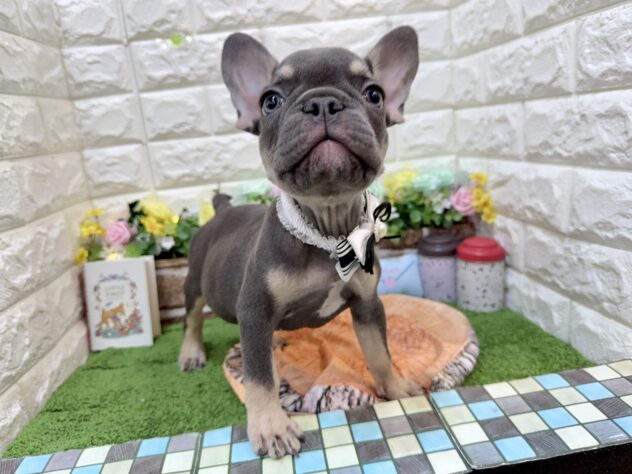兵庫県のフレンチブルドッグ (ワンキャラット アミーゴ姫路花田店/2025年12月6日生まれ/男の子/ブルータン)の子犬の4枚目の画像