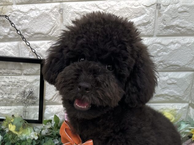 兵庫県のトイプードル(トイ) (ワンキャラット アミーゴ姫路花田店/2025年10月28日生まれ/男の子/ブラック)の子犬の1枚目の画像