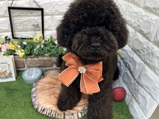 兵庫県のトイプードル(トイ) (ワンキャラット アミーゴ姫路花田店/2025年10月28日生まれ/男の子/ブラック)の子犬の3枚目の画像