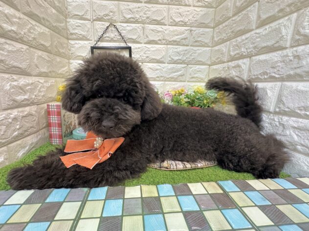兵庫県のトイプードル(トイ) (ワンキャラット アミーゴ姫路花田店/2025年10月28日生まれ/男の子/ブラック)の子犬の2枚目の画像