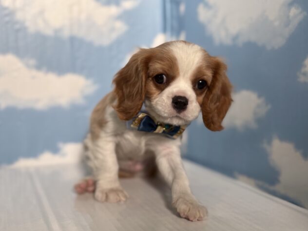 山形県のキャバリアキングチャールズスパニエル (アミーゴ山形北店/2026年2月19日生まれ/男の子/ブレンハイム)の子犬の2枚目の画像