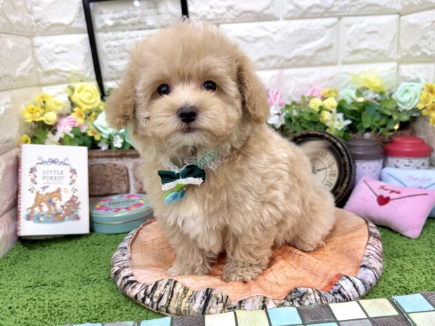 兵庫県のハーフ犬・ミックス犬 (ワンキャラット アミーゴ姫路花田店/2026年2月20日生まれ/男の子/クリーム)の子犬の3枚目の画像