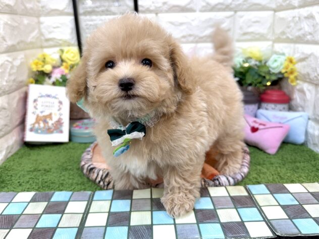 兵庫県のハーフ犬・ミックス犬 (ワンキャラット アミーゴ姫路花田店/2026年2月20日生まれ/男の子/クリーム)の子犬の4枚目の画像