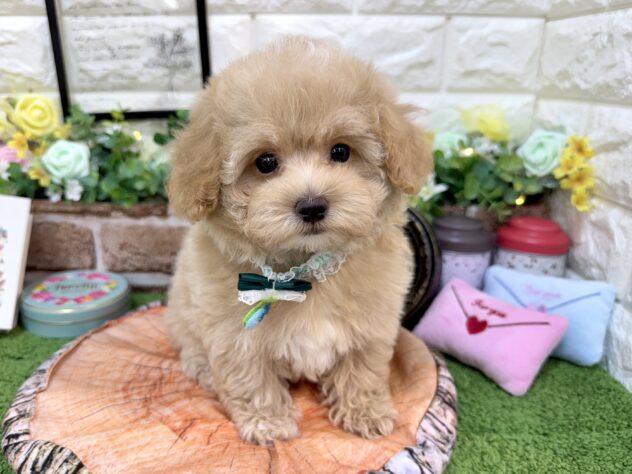 兵庫県のハーフ犬・ミックス犬 (ワンキャラット アミーゴ姫路花田店/2026年2月20日生まれ/男の子/クリーム)の子犬の2枚目の画像