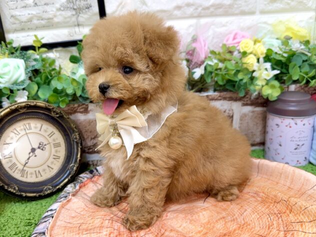 兵庫県のトイプードル(トイ) (ワンキャラット アミーゴ姫路花田店/2026年2月18日生まれ/女の子/オレンジフォーン)の子犬の4枚目の画像