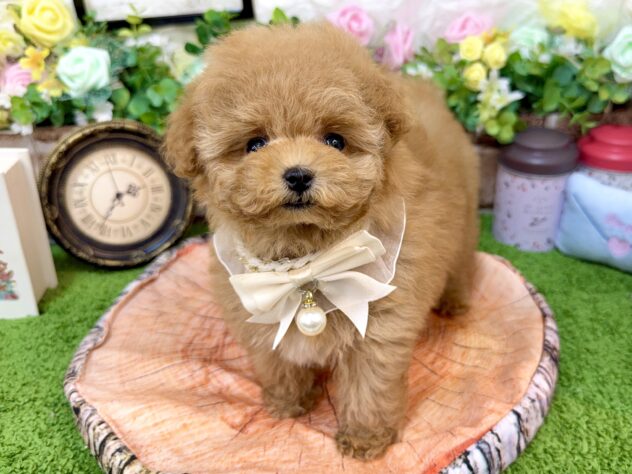 兵庫県のトイプードル(トイ) (ワンキャラット アミーゴ姫路花田店/2026年2月18日生まれ/女の子/オレンジフォーン)の子犬の2枚目の画像