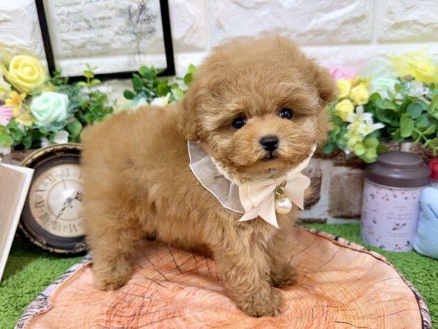 兵庫県のトイプードル(トイ) (ワンキャラット アミーゴ姫路花田店/2026年2月18日生まれ/女の子/オレンジフォーン)の子犬の3枚目の画像