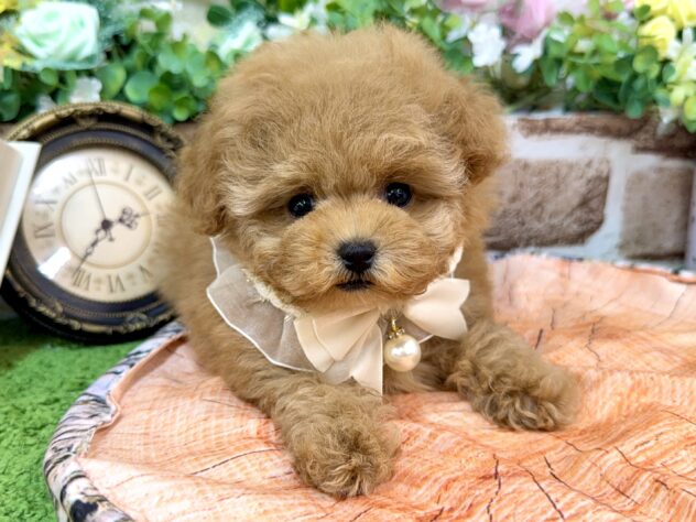 兵庫県のトイプードル(トイ) (ワンキャラット アミーゴ姫路花田店/2026年2月18日生まれ/女の子/オレンジフォーン)の子犬の1枚目の画像