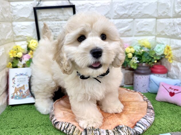 兵庫県のハーフ犬・ミックス犬 (ワンキャラット アミーゴ姫路花田店/2026年1月28日生まれ/男の子/クリーム)の子犬の4枚目の画像