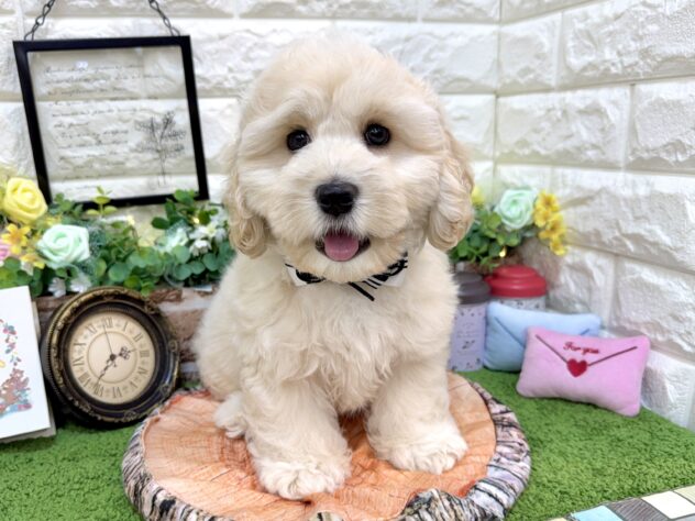 兵庫県のハーフ犬・ミックス犬 (ワンキャラット アミーゴ姫路花田店/2026年1月28日生まれ/男の子/クリーム)の子犬の2枚目の画像