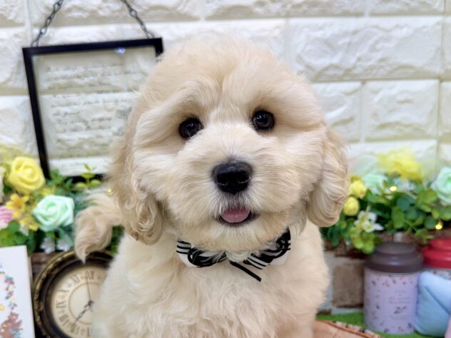 兵庫県のハーフ犬・ミックス犬 (ワンキャラット アミーゴ姫路花田店/2026年1月28日生まれ/男の子/クリーム)の子犬の1枚目の画像