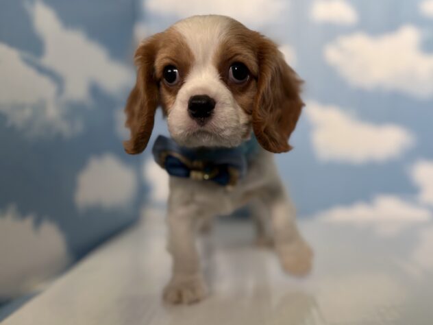 山形県のキャバリアキングチャールズスパニエル (アミーゴ山形北店/2026年2月19日生まれ/男の子/ブレンハイム)の子犬の1枚目の画像