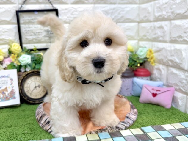 兵庫県のハーフ犬・ミックス犬 (ワンキャラット アミーゴ姫路花田店/2026年1月28日生まれ/男の子/クリーム)の子犬の3枚目の画像