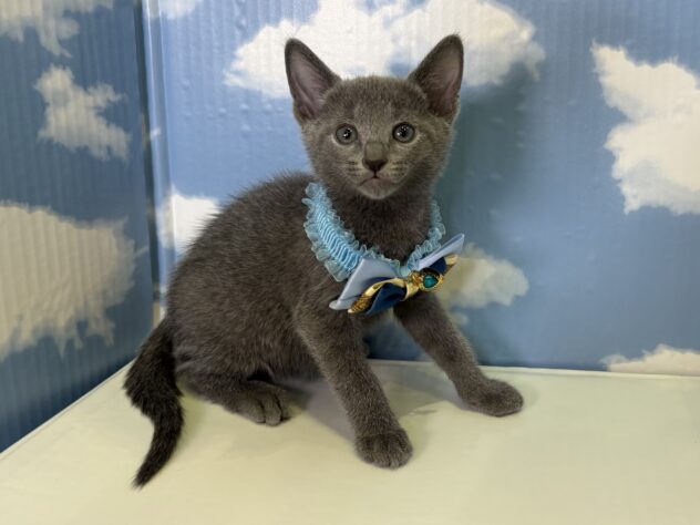 山形県のロシアンブルー (アミーゴ山形北店/2026年2月25日生まれ/男の子/ブルー)の子猫