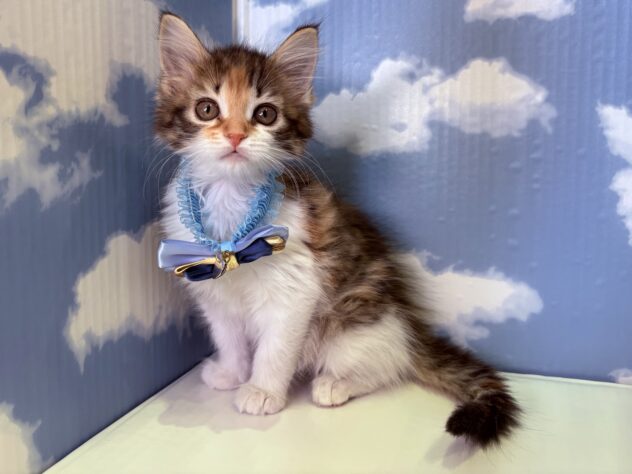 山形県のメインクーン (アミーゴ山形北店/2026年2月13日生まれ/女の子/キャリコ)の子猫