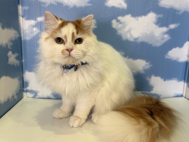 山形県のスコティッシュフォールド (アミーゴ山形北店/2025年7月13日生まれ/男の子/レッドホワイト)の子猫