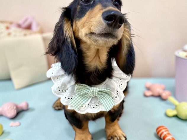 兵庫県のカニンヘンダックスフンド(ロング) (ワンキャラット アミーゴ姫路花田店/2025年11月3日生まれ/男の子/ブラックタン)の子犬の3枚目の画像