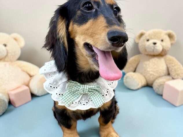 兵庫県のカニンヘンダックスフンド(ロング) (ワンキャラット アミーゴ姫路花田店/2025年11月3日生まれ/男の子/ブラックタン)の子犬の4枚目の画像