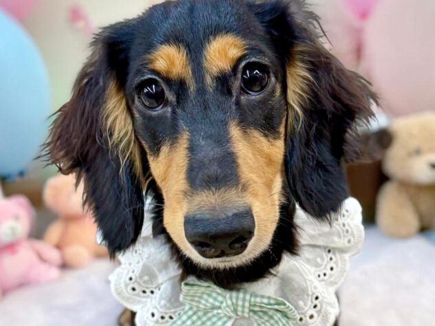 兵庫県のカニンヘンダックスフンド(ロング) (ワンキャラット アミーゴ姫路花田店/2025年11月3日生まれ/男の子/ブラックタン)の子犬の1枚目の画像