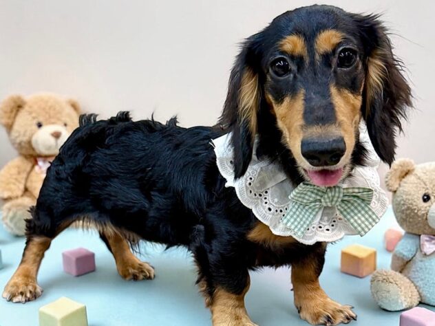 兵庫県のカニンヘンダックスフンド(ロング) (ワンキャラット アミーゴ姫路花田店/2025年11月3日生まれ/男の子/ブラックタン)の子犬の2枚目の画像