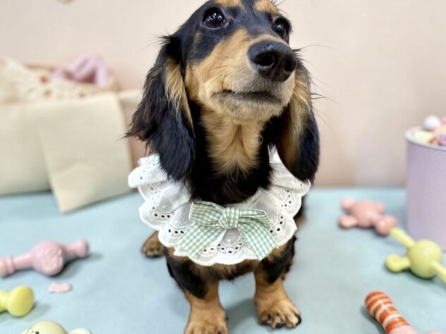 兵庫県のカニンヘンダックスフンド(ロング) (ワンキャラット アミーゴ姫路花田店/2025年11月3日生まれ/男の子/ブラックタン)の子犬の4枚目の画像