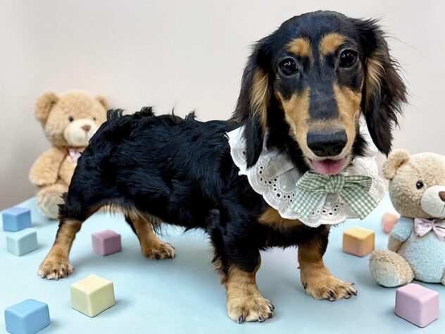 兵庫県のカニンヘンダックスフンド(ロング) (ワンキャラット アミーゴ姫路花田店/2025年11月3日生まれ/男の子/ブラックタン)の子犬の2枚目の画像