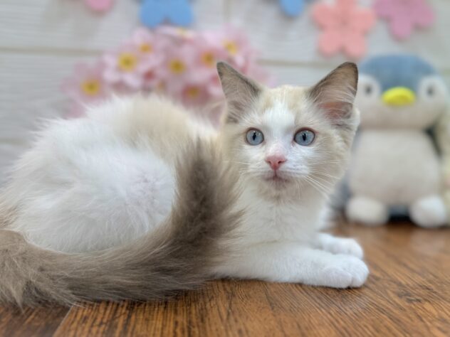 兵庫県のラグドール (ワンキャラット アミーゴ姫路飾磨店/2026年1月18日生まれ/女の子/ブルーポイントバイカラー)の子猫の3枚目の画像