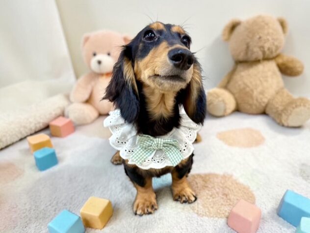 兵庫県のカニンヘンダックスフンド(ロング) (ワンキャラット アミーゴ姫路花田店/2025年11月3日生まれ/男の子/ブラックタン)の子犬の3枚目の画像