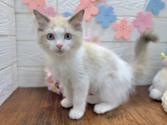 兵庫県のラグドール (ワンキャラット アミーゴ姫路飾磨店/2026年1月18日生まれ/女の子/ブルーポイントバイカラー)の子猫の4枚目の画像