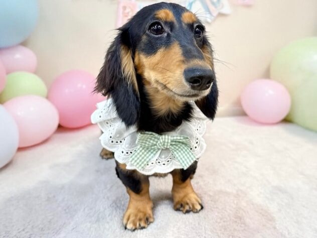 兵庫県のカニンヘンダックスフンド(ロング) (ワンキャラット アミーゴ姫路花田店/2025年11月3日生まれ/男の子/ブラックタン)の子犬の4枚目の画像